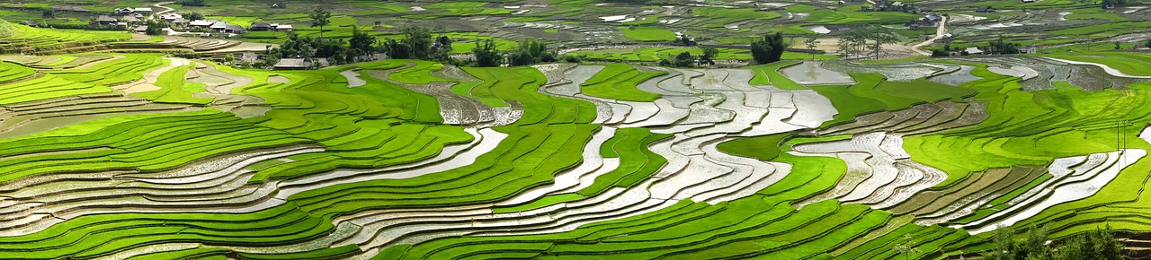 season, pour water, transplanted rice-3490072.jpg